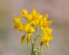 Image of Solanum chilense (Dun.) Reiche