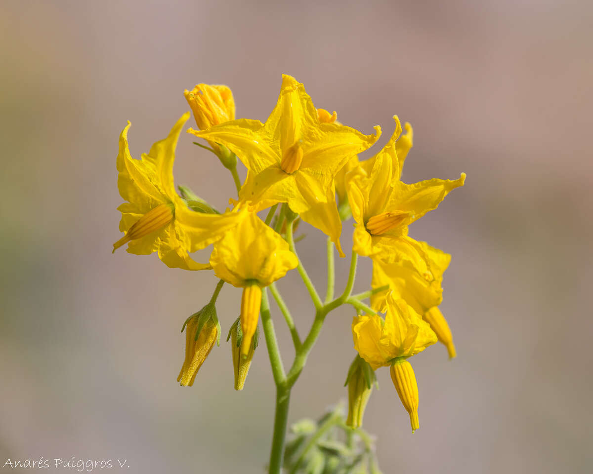 Image of Solanum chilense (Dun.) Reiche