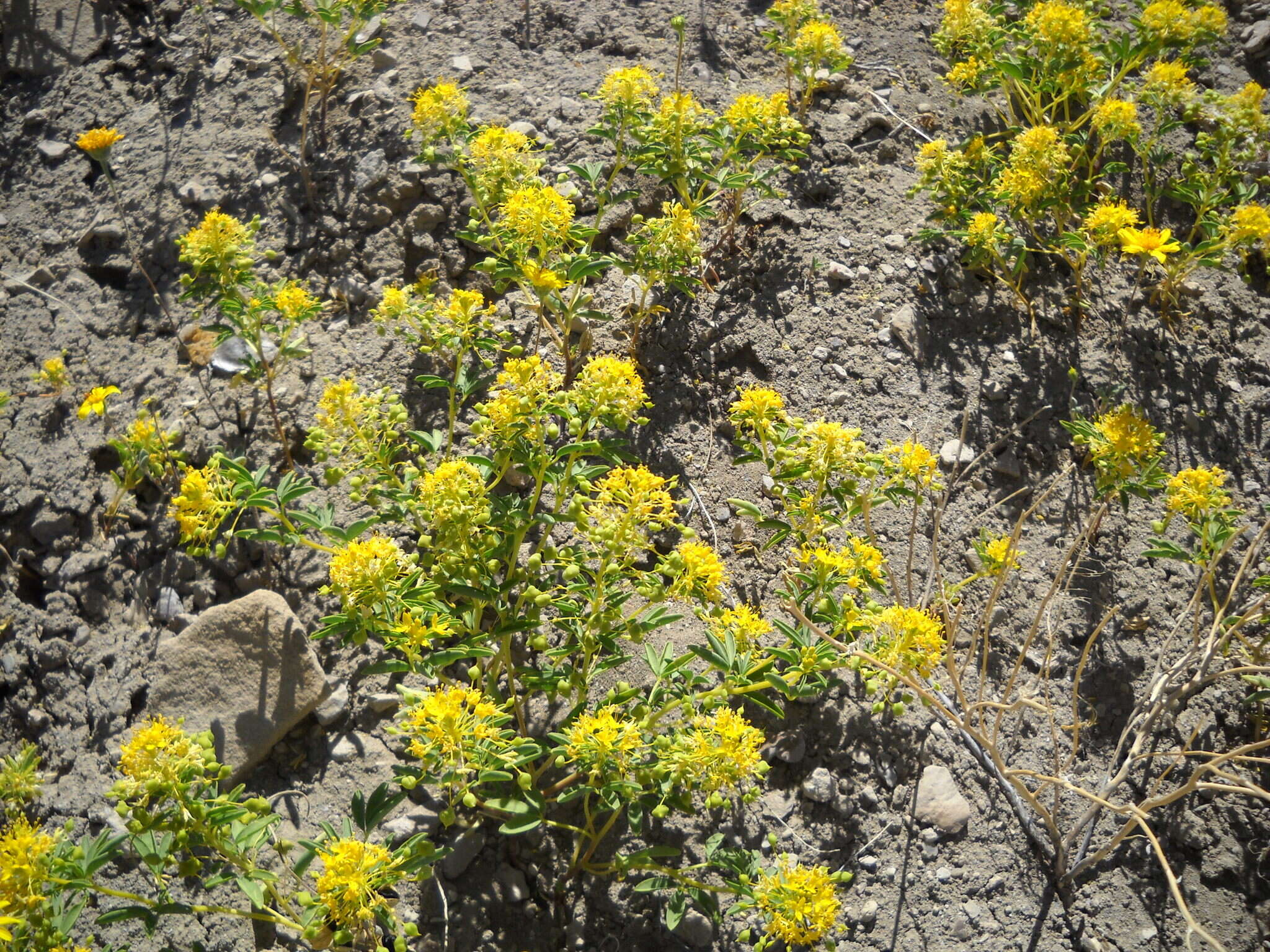 Image of Rocky Mountain stickweed