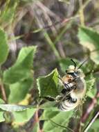 Image of Broad-handed Leaf-cutter Bee