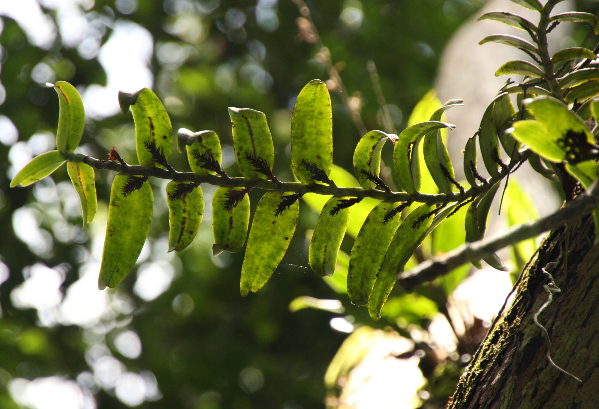 Calyptrochilum emarginatum (Afzel. ex Sw.) Schltr.的圖片