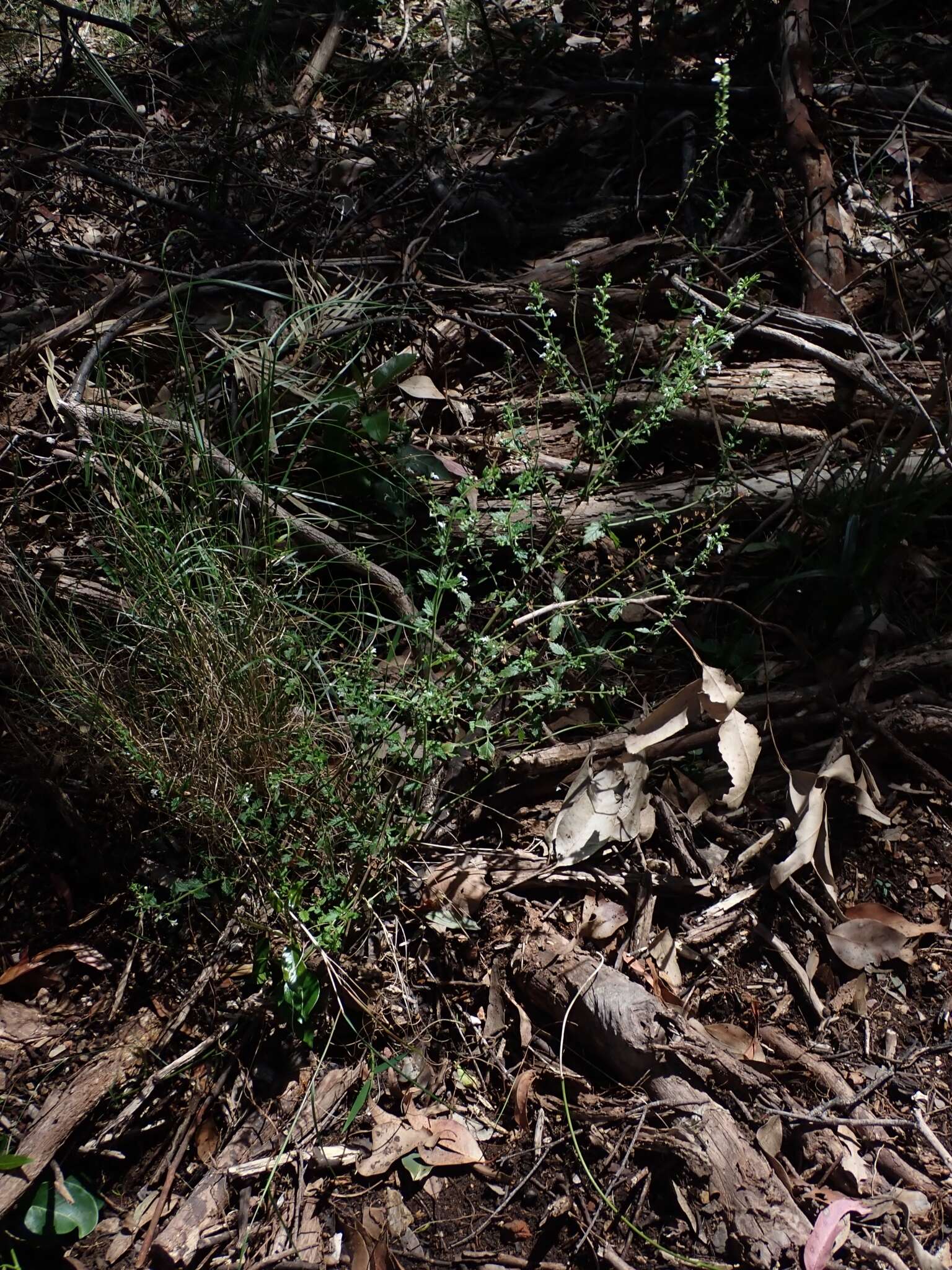 Image of Teucrium corymbosum R. Br.