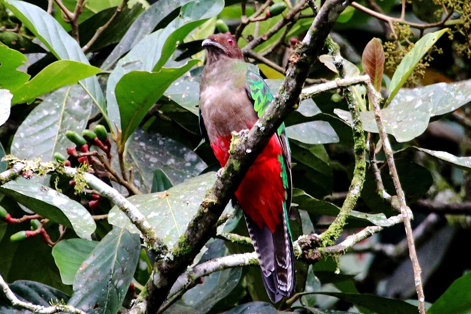 Image of Crested Quetzal