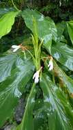 Слика од Hedychium spicatum Sm.