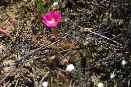 Image of <i>Drosera variegata</i> Debbert