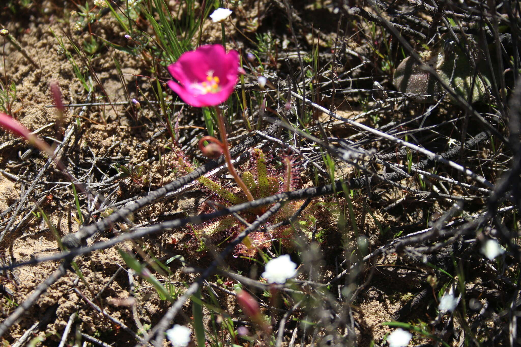 Image of <i>Drosera variegata</i> Debbert