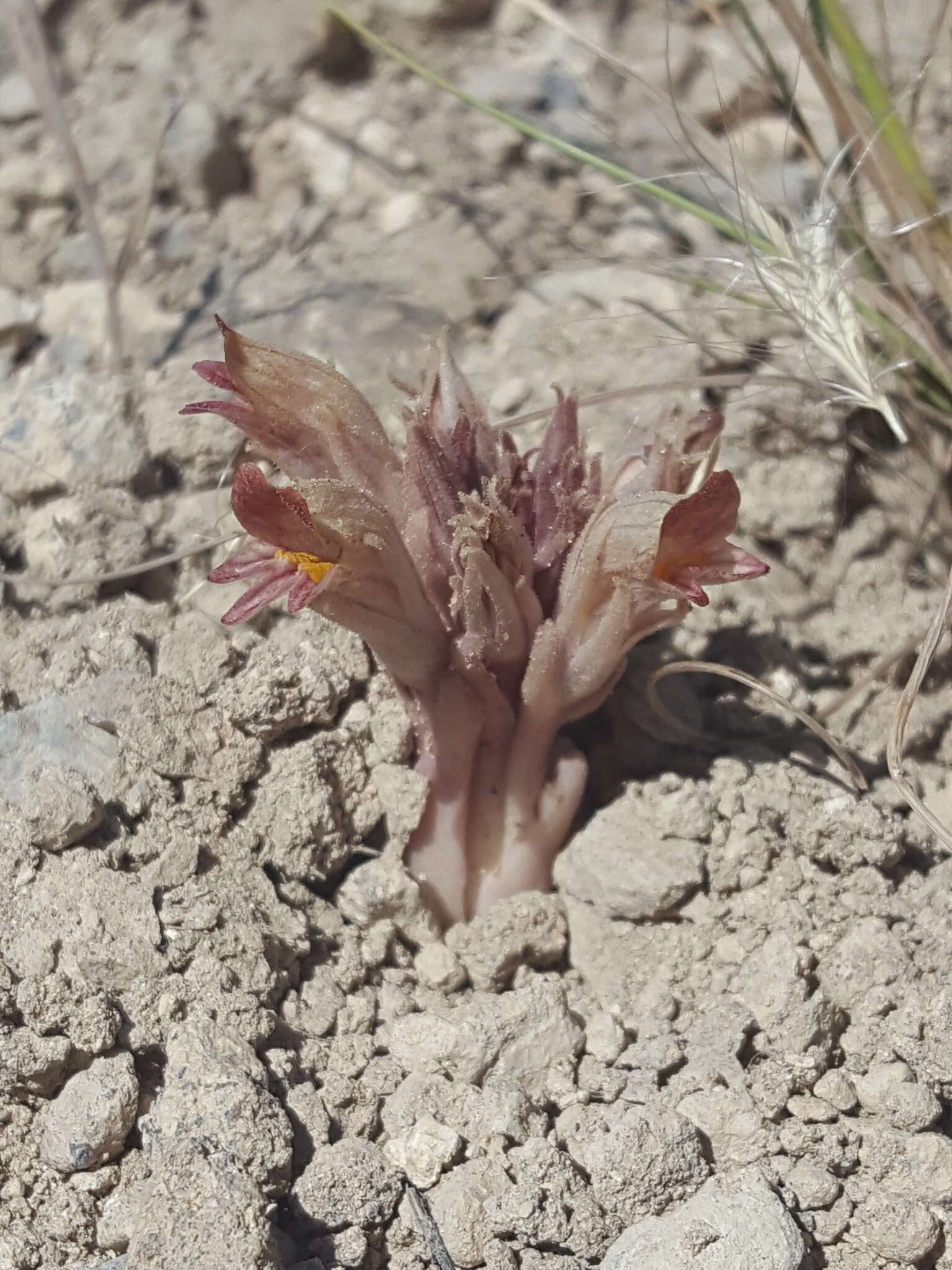 Image of flat-top broomrape