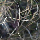 Sivun Cynodon convergens F. Muell. kuva
