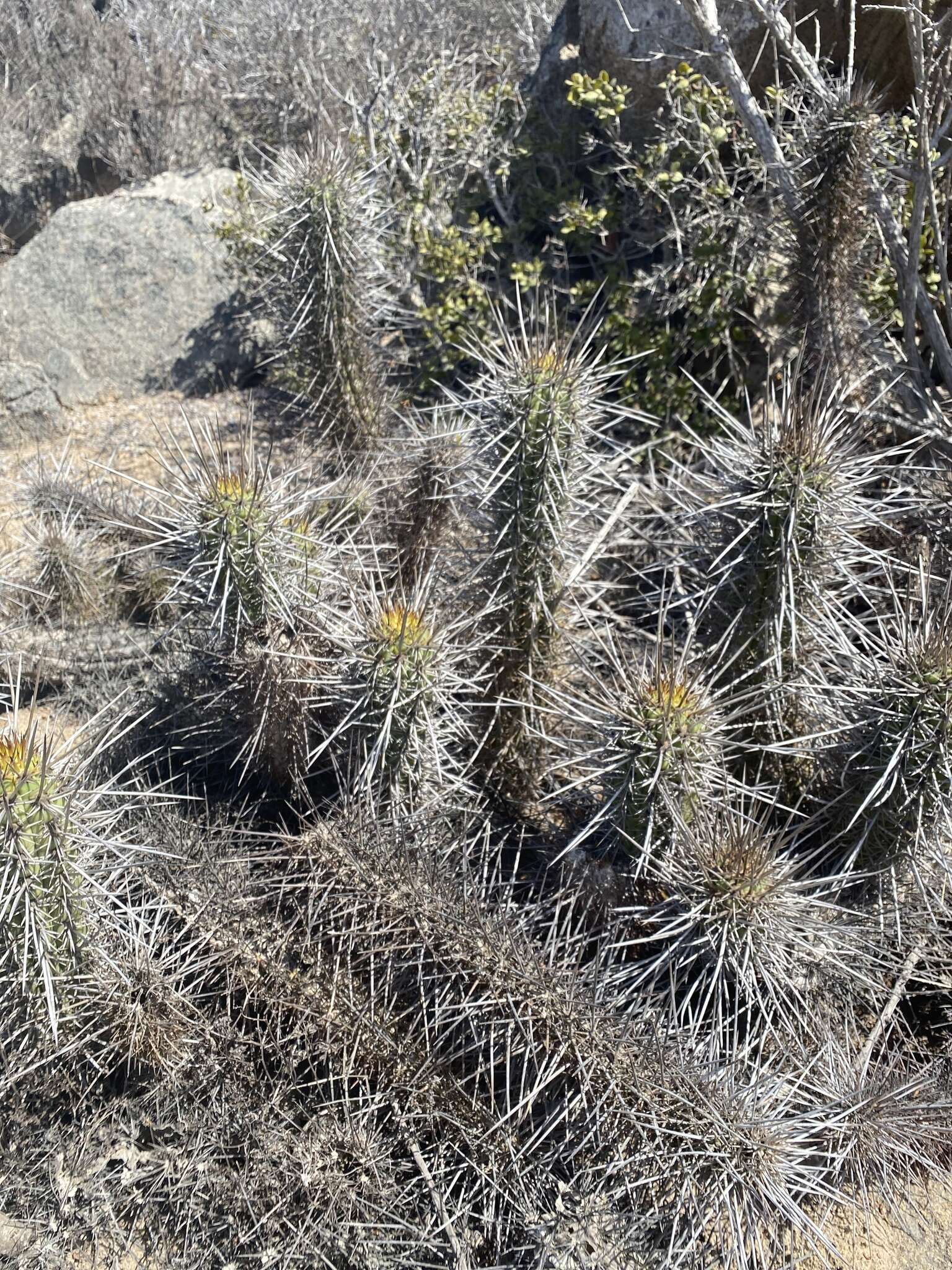 Image de Echinopsis deserticola (Werderm.) H. Friedrich & G. D. Rowley