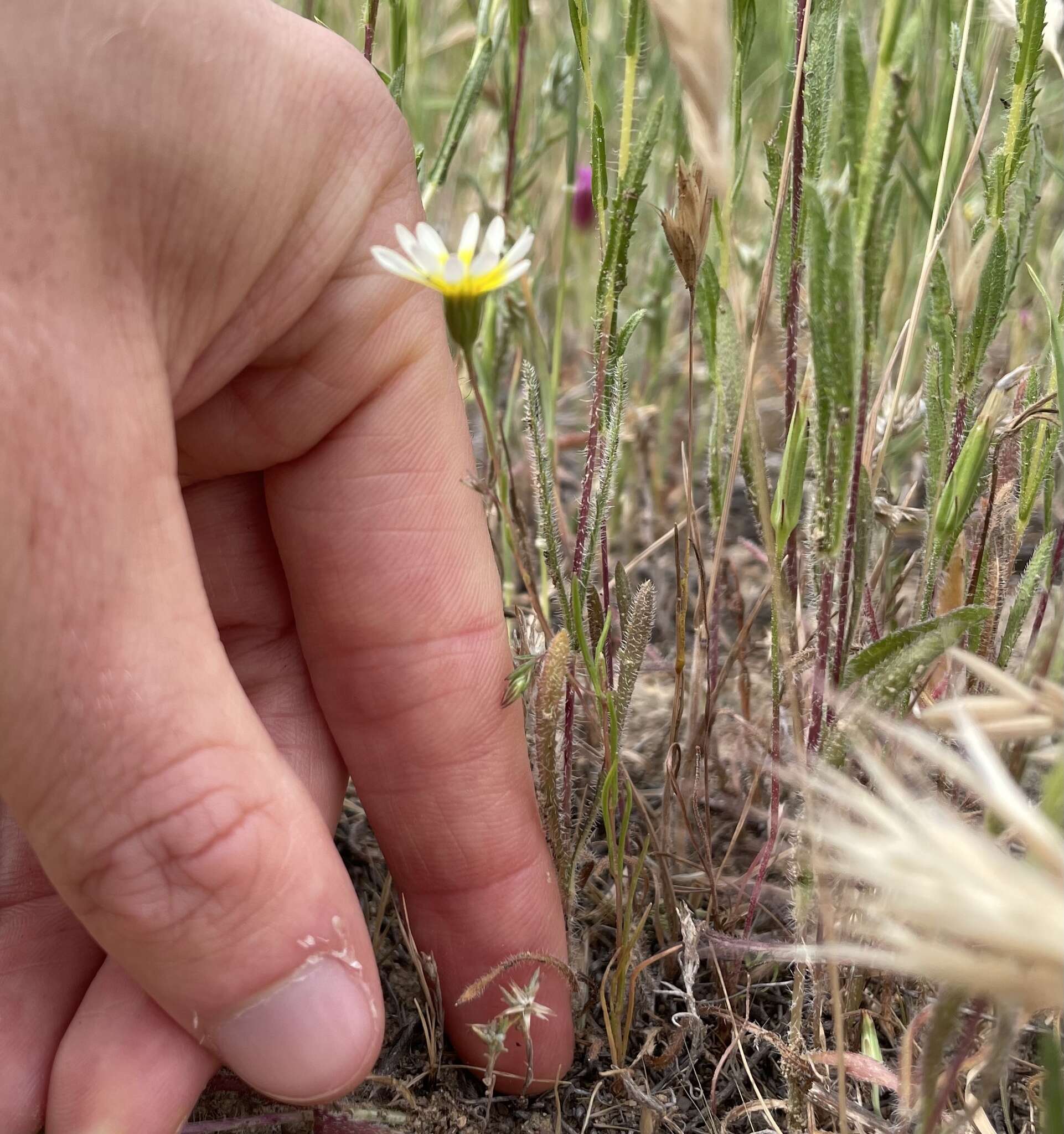 Image de Pentachaeta aurea subsp. allenii Keil