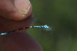 Image of Subarctic Bluet