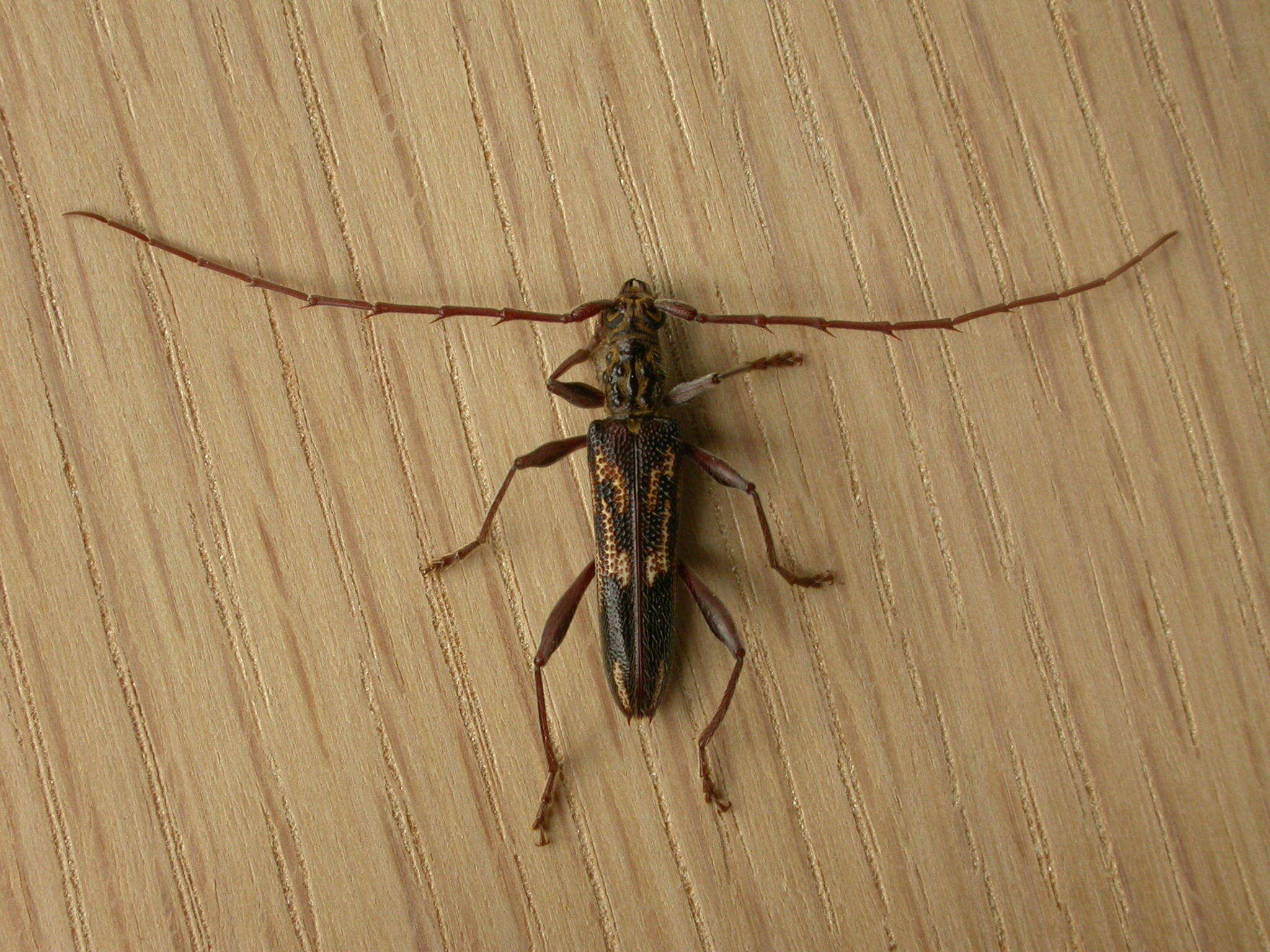 Image of Coptocercus rubripes (Boisduval 1835)