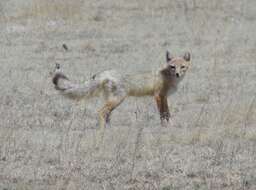 Image of swift fox