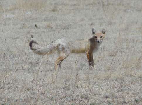 Image of swift fox