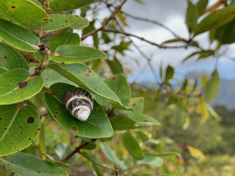 Imagem de <i>Achatinella mustelina</i>