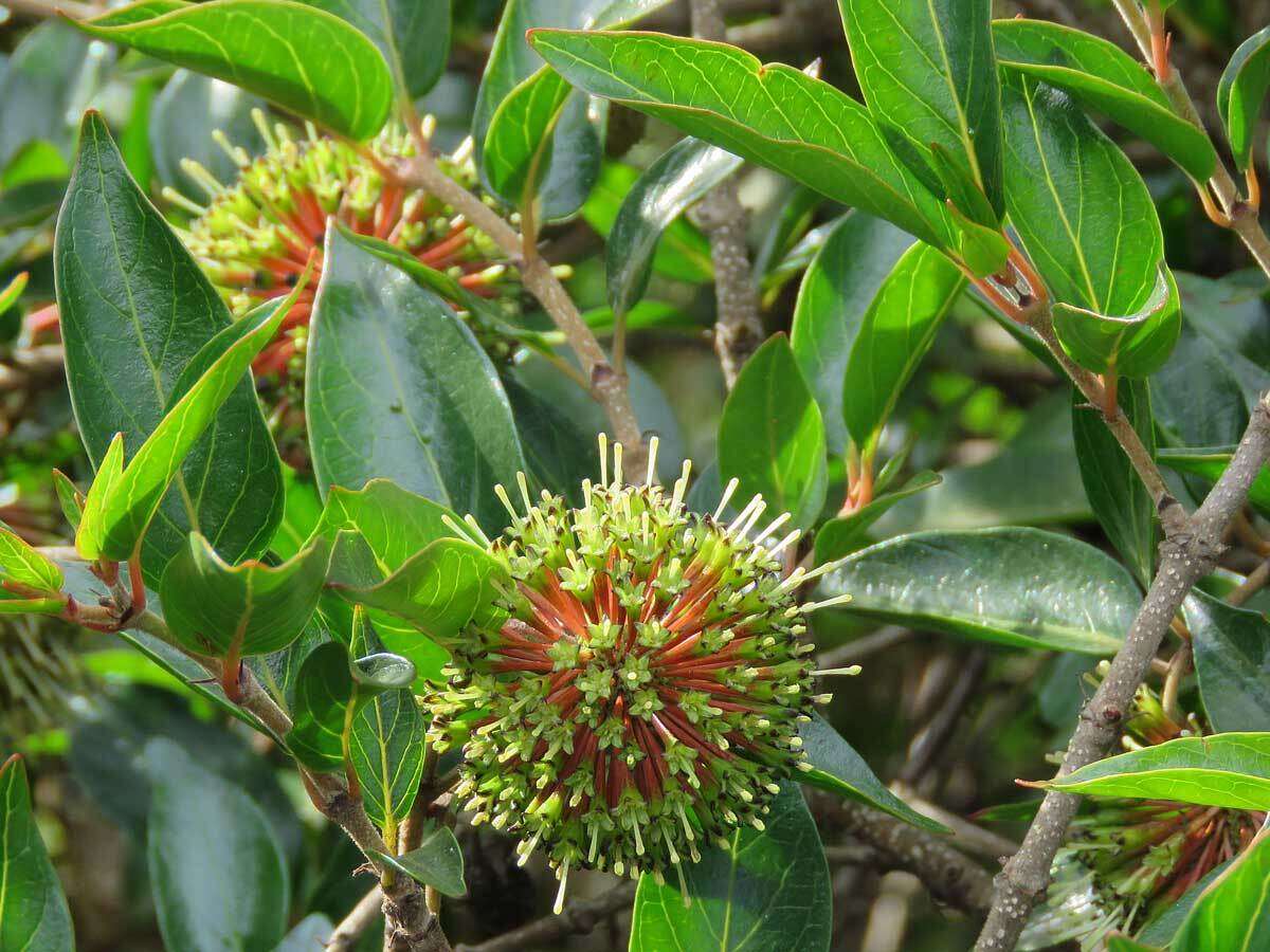 Image of Strawberry bush