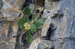 Image of Primula auricula L.