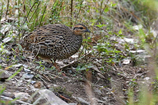 Image of Black Francolin