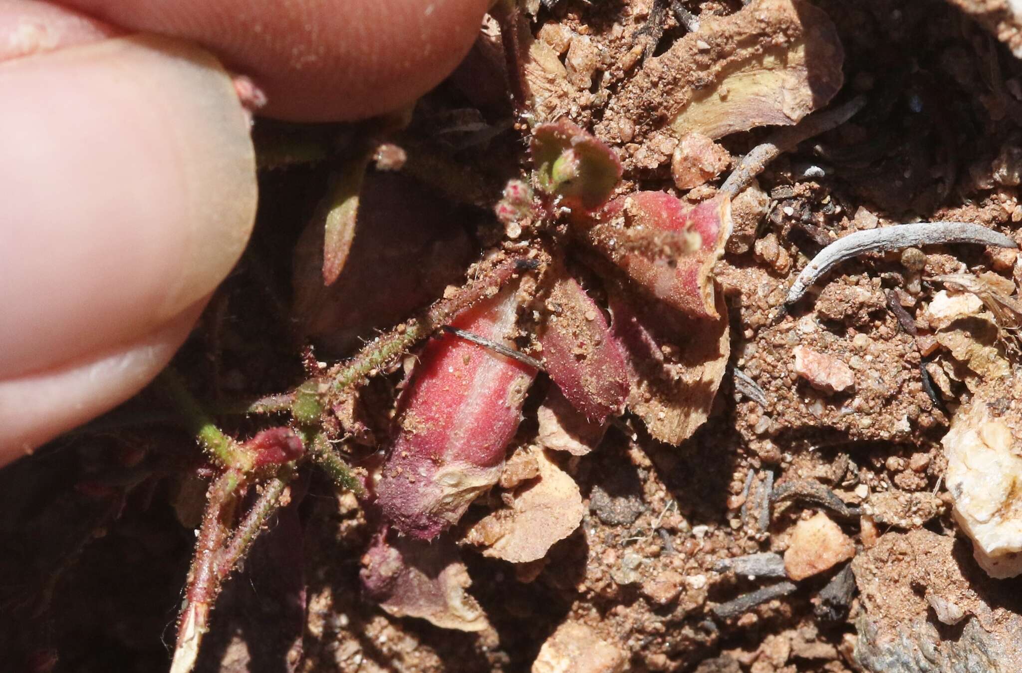 Image of unarmed buckwheat