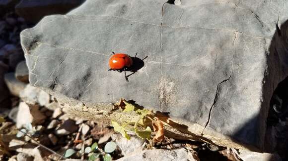 Слика од Leptinotarsa rubiginosa (Rogers 1856)