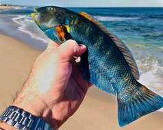 Image de Thalassoma septemfasciatum Scott 1959