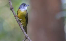 Image of Yellow-bellied Bulbul