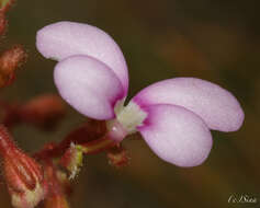 Plancia ëd Stylidium leptophyllum DC.