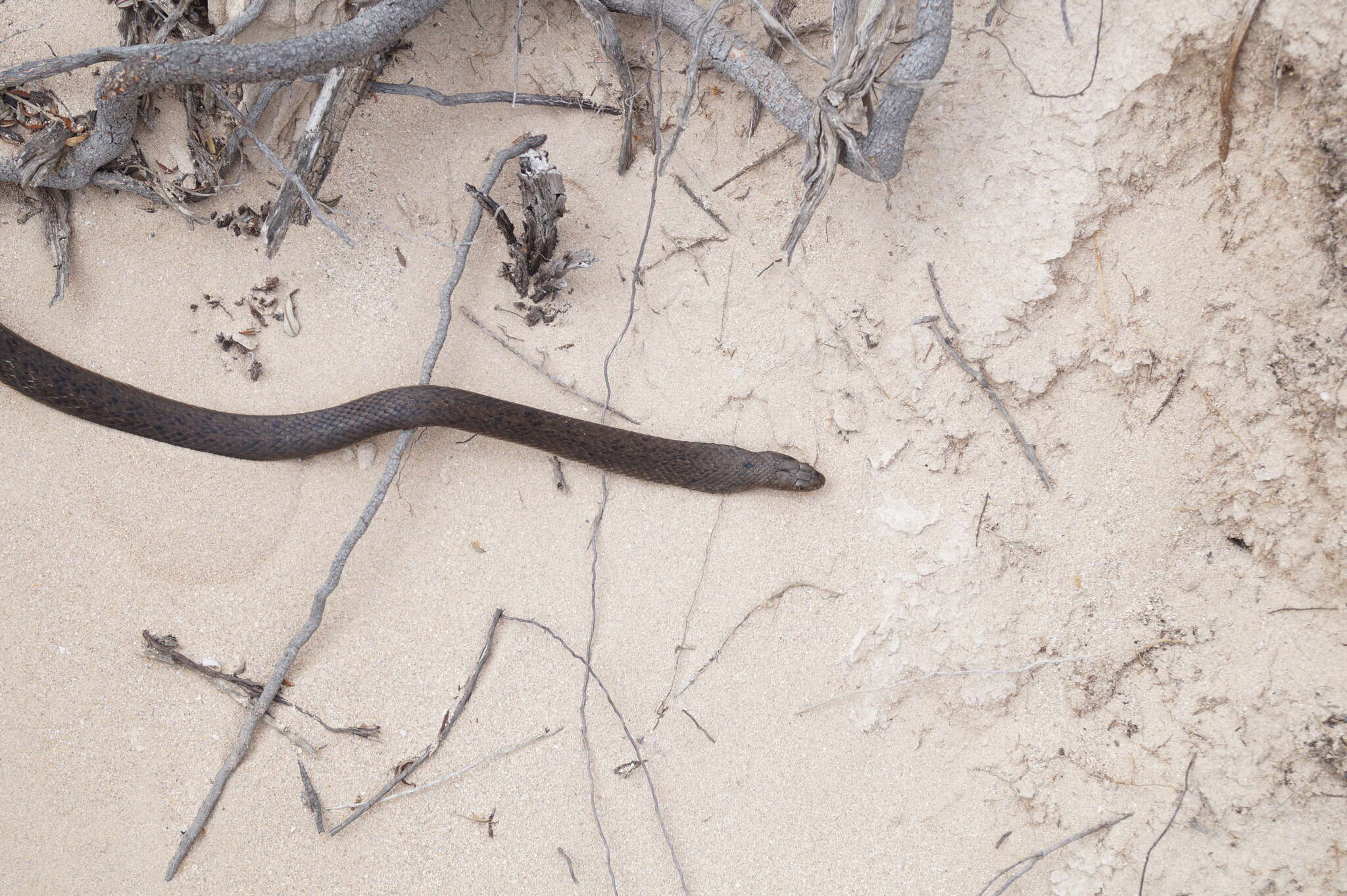 Image of Peninsula Brown Snake