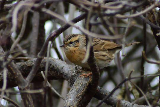 Image of Black-throated Accentor