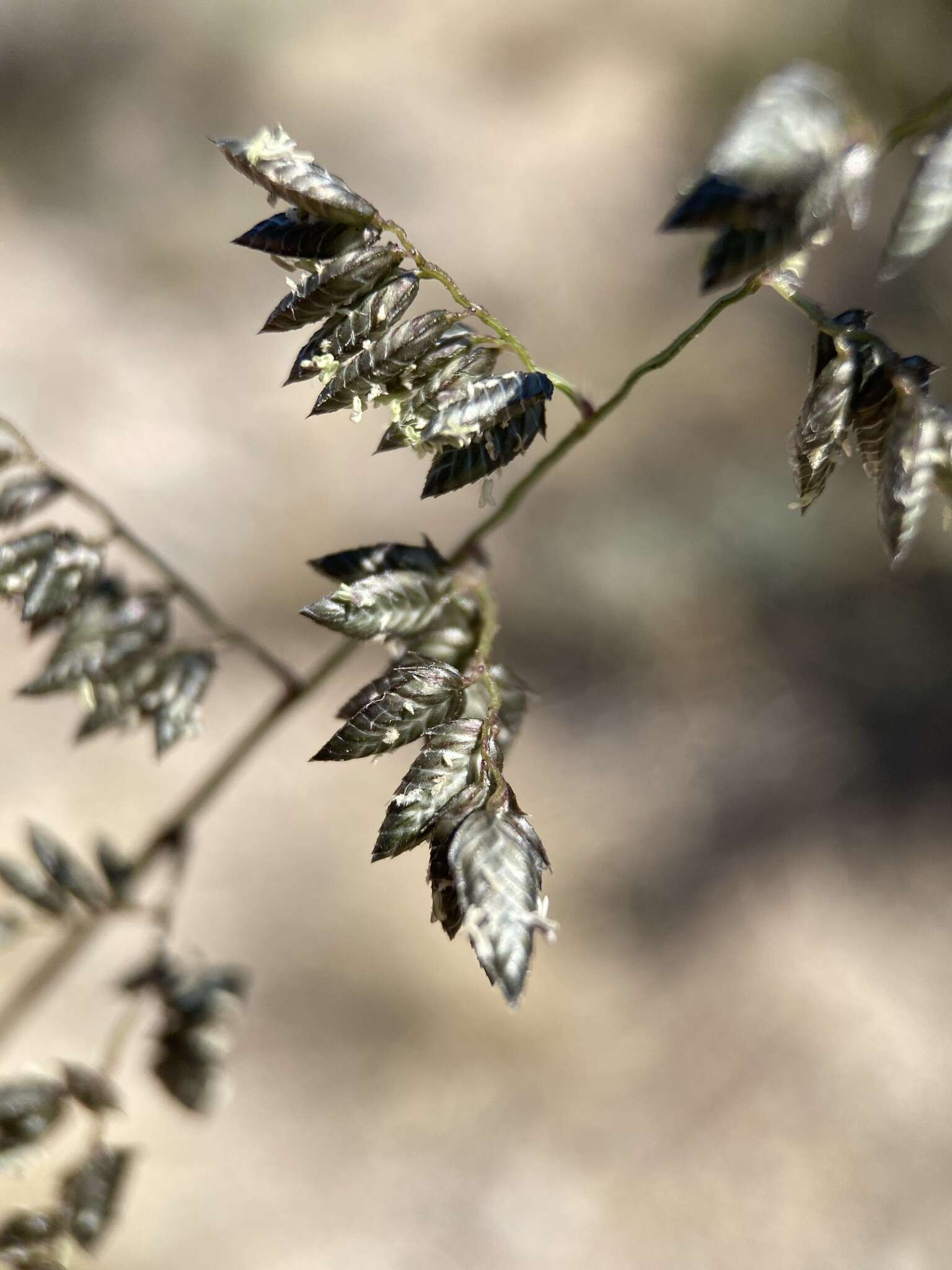 Image of African lovegrass