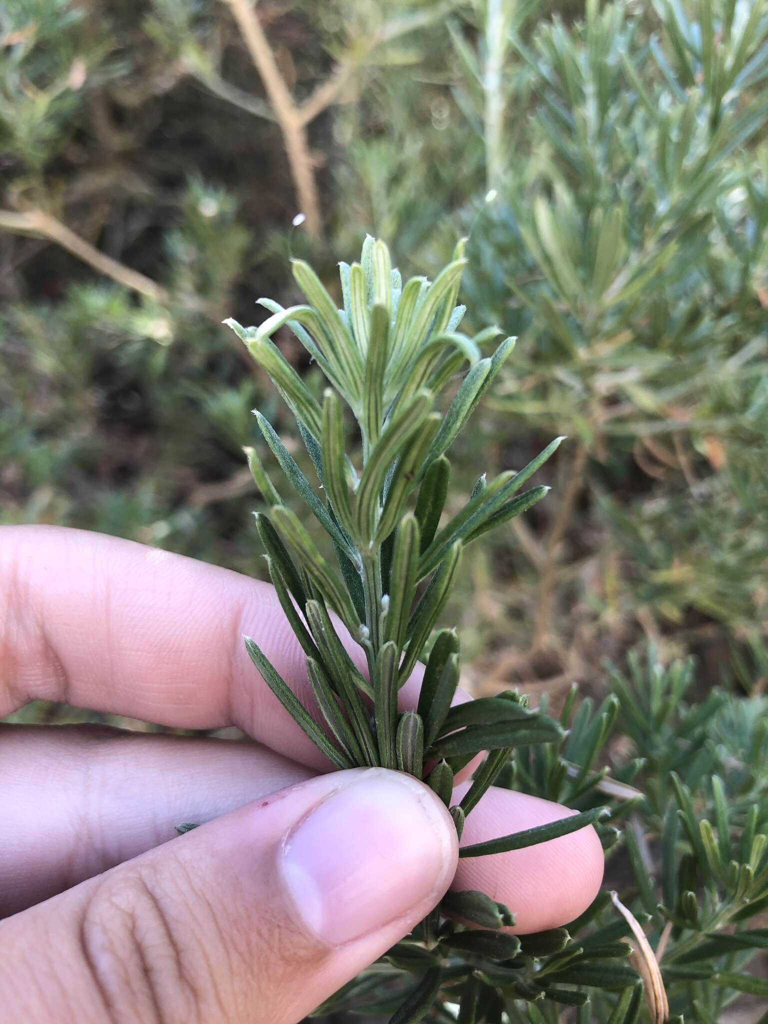 صورة Genista linifolia L.