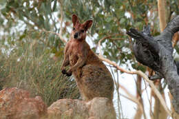 Image of Purple-necked Rock Wallaby