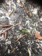 Image of Tetragnatha yesoensis Saito 1934