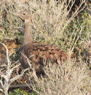 Image of Karoo Bustard