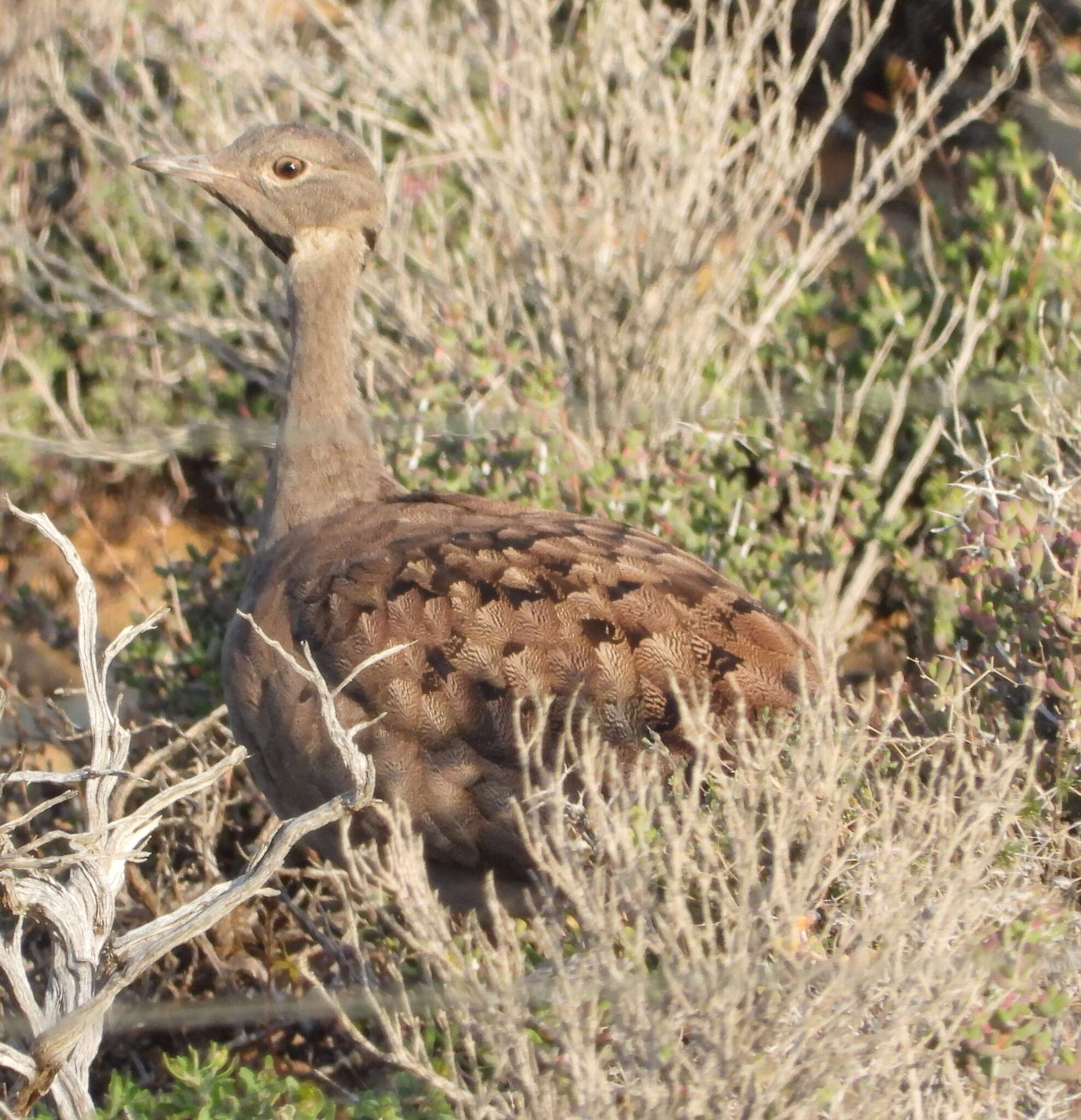 Image of Karoo Bustard