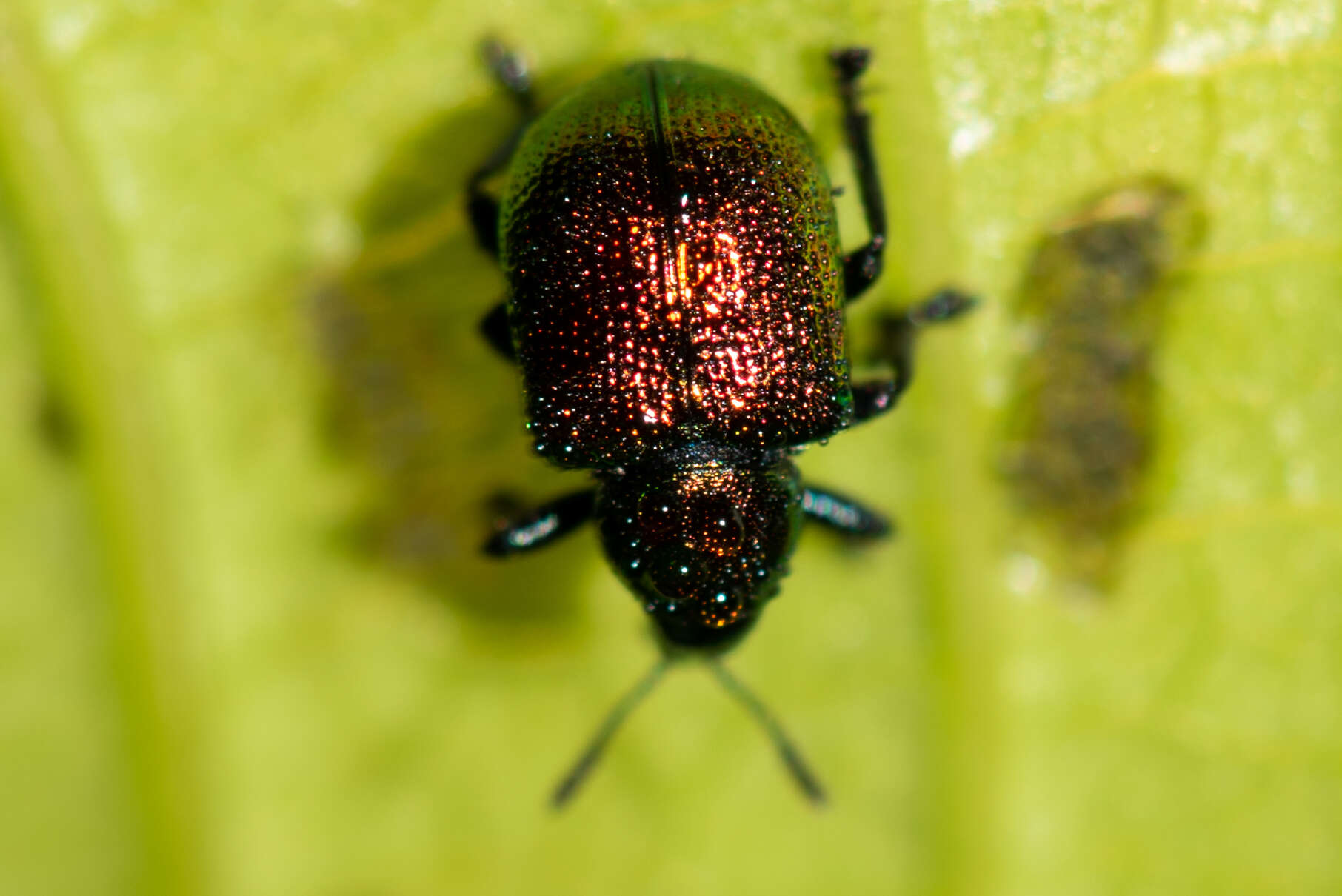 Image of poplar leaf-rolling weevil