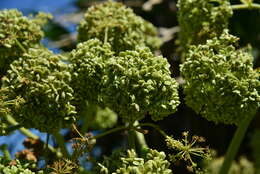 Image of Angelica hirsutiflora Liu, C. Y. Chao & Chuang