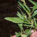 Image of Tridax balbisioides (Kunth) A. Gray