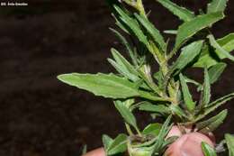 Image de Tridax balbisioides (Kunth) A. Gray