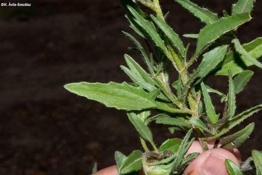 Image of Tridax balbisioides (Kunth) A. Gray