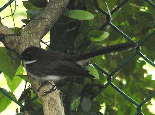 Image of Malaysian Pied Fantail