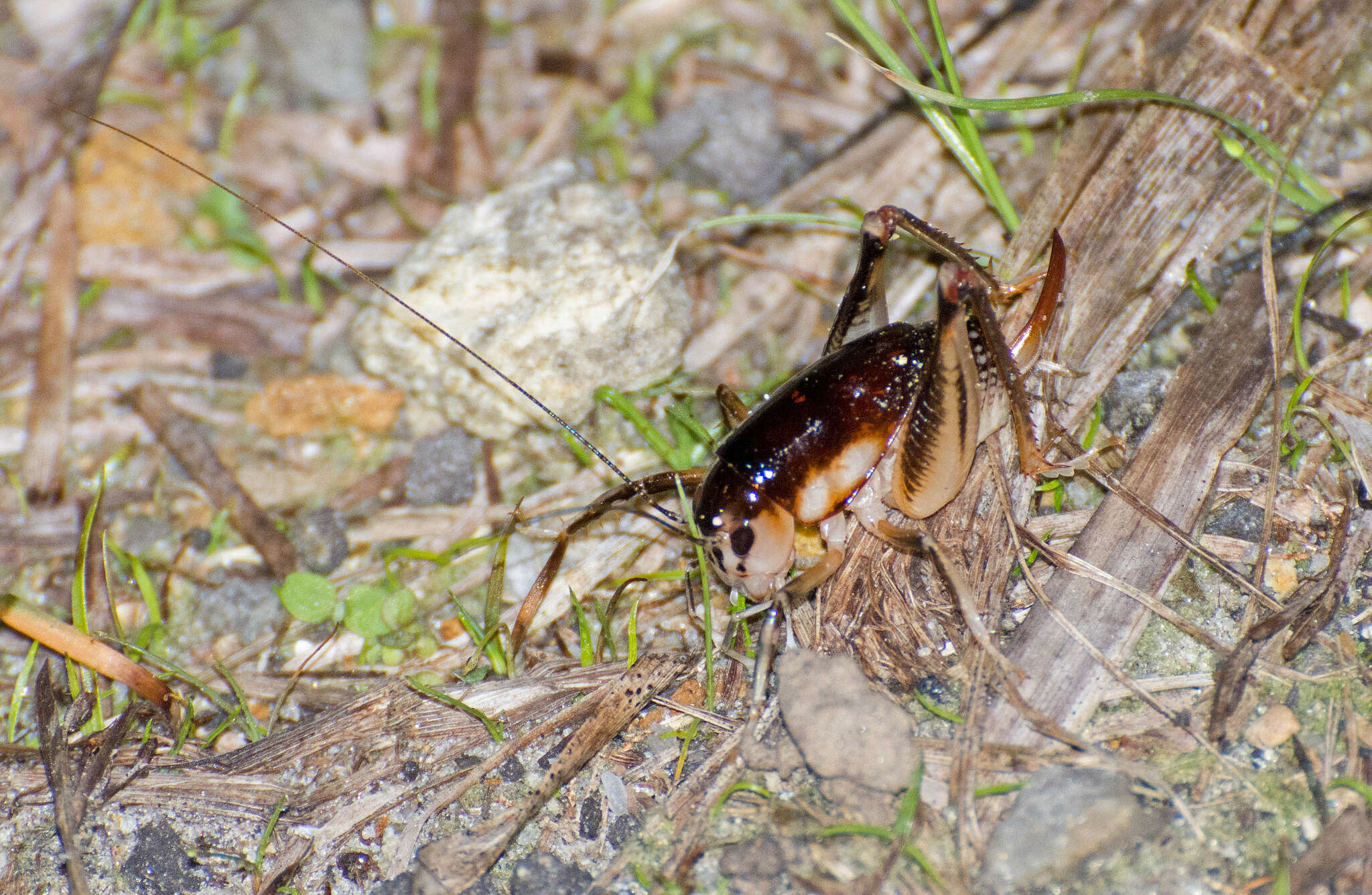 Image of Apotetamenus clipeatus Brunner von Wattenwyl 1888