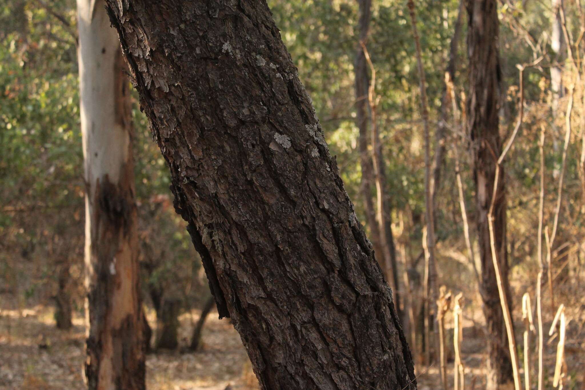 Image of Egg-cone Pine