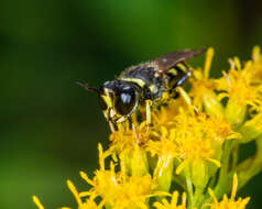 Image of Ectemnius ruficornis (Zetterstedt 1838)