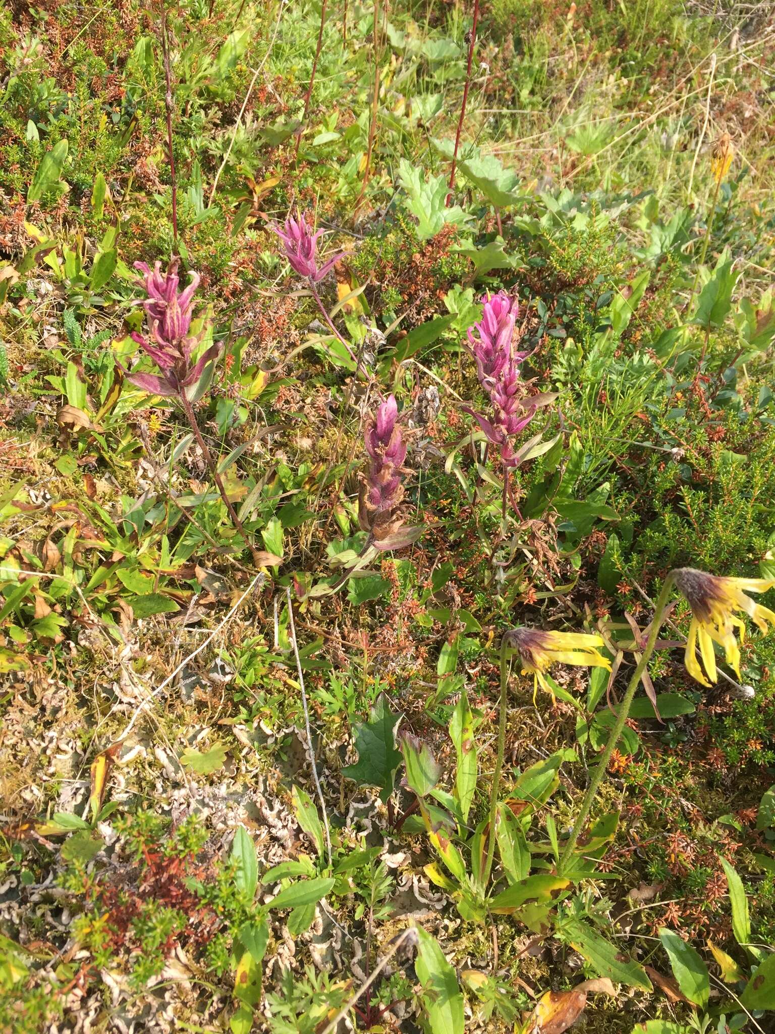 Image of elegant Indian paintbrush