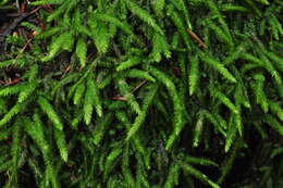 Image of waved silk-moss