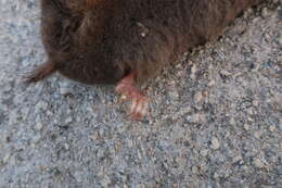 Image of Large Mole