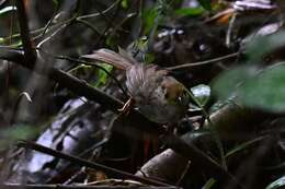 Image of Dusky Fulvetta