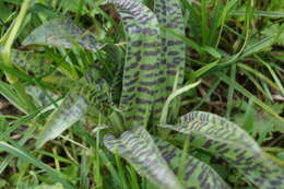 Image of Dactylorhiza fuchsii subsp. fuchsii