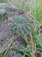 Echinopsis backebergii Werderm. resmi